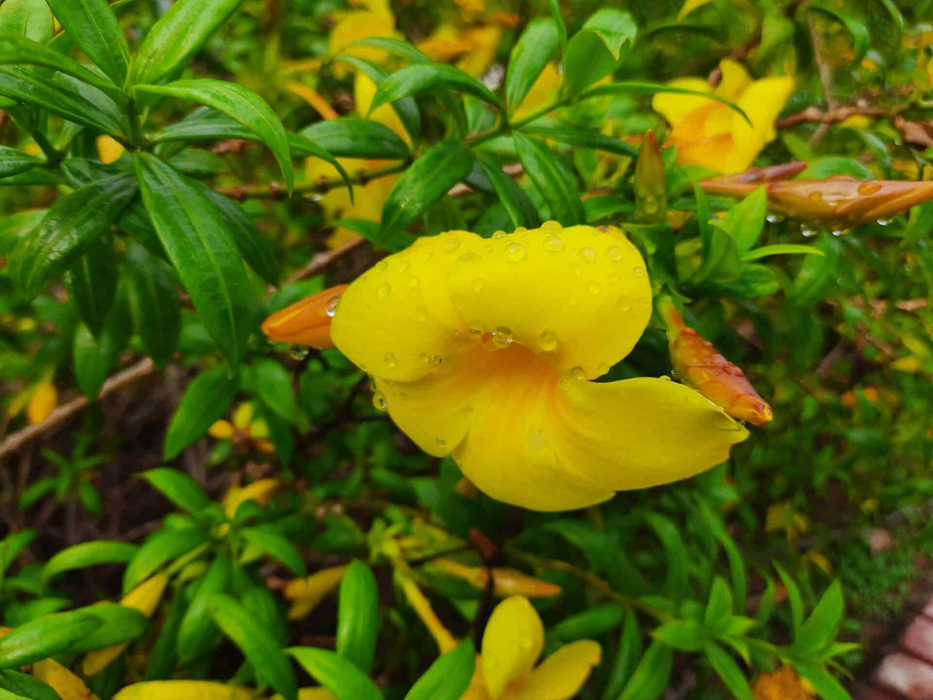 Yellow flower with rain droplet 